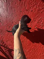 Bruce, a male West Highland White Terrier and Chihuahua for sale in Tampa, FL – Photo 7 of 7