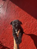 Bruce, a male West Highland White Terrier and Chihuahua for sale in Tampa, FL – Photo 4 of 7