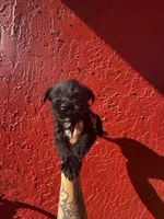 Bruce, a male West Highland White Terrier and Chihuahua for sale in Tampa, FL – Photo 5 of 7