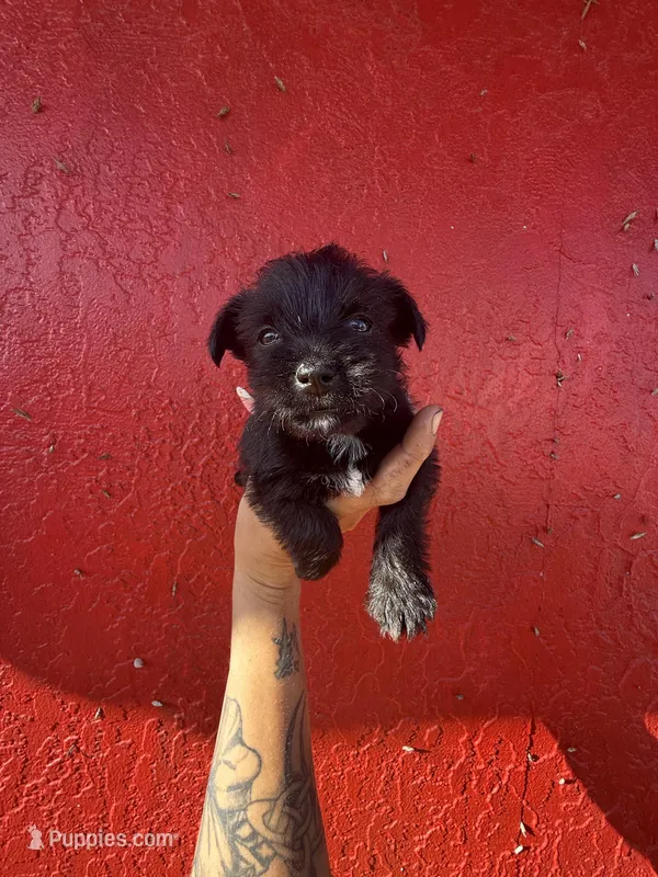 Bruce – West Highland White Terrier, Chihuahua puppy for sale in Tampa, FL