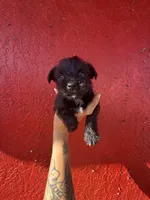 Bruce, a male West Highland White Terrier and Chihuahua for sale in Tampa, FL – Photo 1 of 7