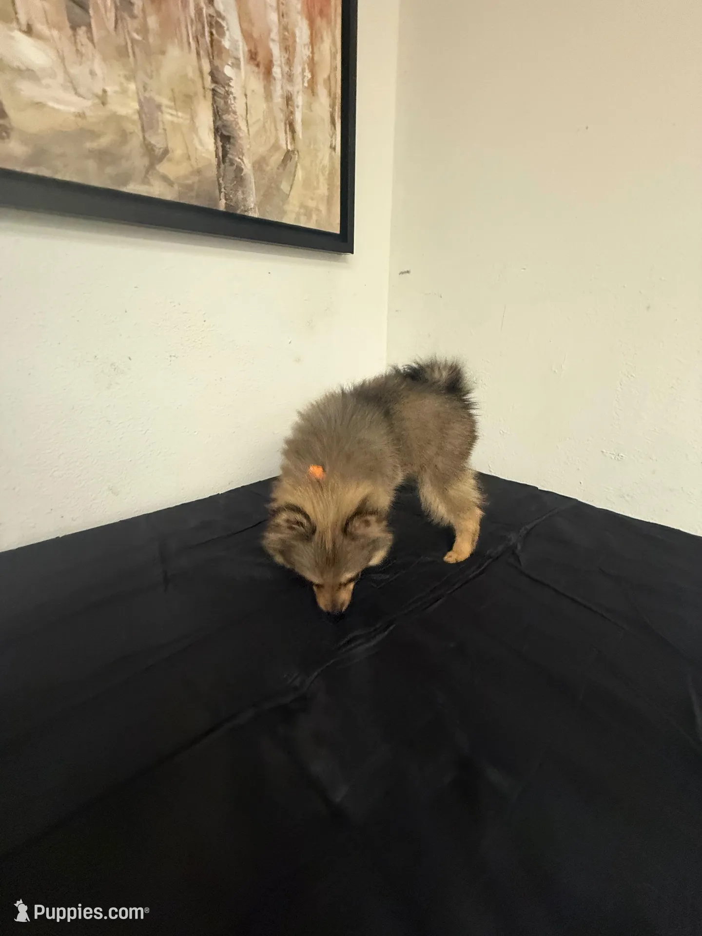 Roxy , a female Pomeranian for sale in Tampa, FL – Photo 3 of 5