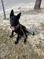 Echo , a male Belgian Malinois for sale in Tampa, FL – Photo 4 of 5