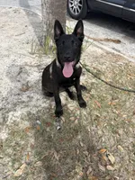 Echo , a male Belgian Malinois for sale in Tampa, FL – Photo 5 of 5