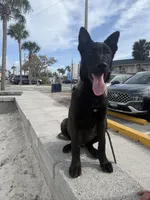 Echo , a male Belgian Malinois for sale in Tampa, FL – Photo 3 of 5