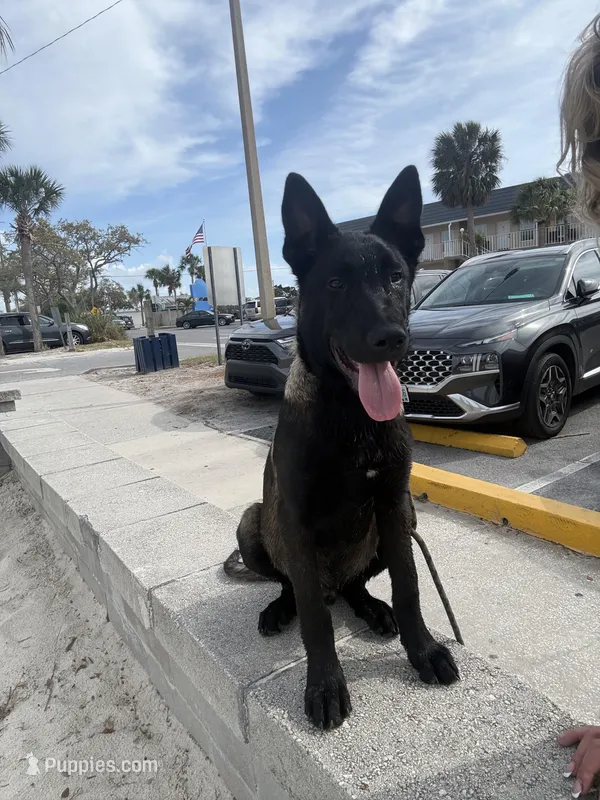 Echo  – Belgian Malinois puppy for sale in Tampa, FL