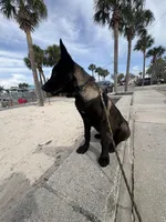Echo , a male Belgian Malinois for sale in Tampa, FL – Photo 2 of 5