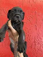 Thor , a female Cane Corso for sale in Tampa, FL – 2 of 4
