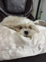 Tofu , a male Maltese and Shih Tzu for sale in Atlanta, GA – 4 of 6