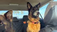 Savanna , a female German Shepherd Dog for sale in Tampa, FL – 2 of 7