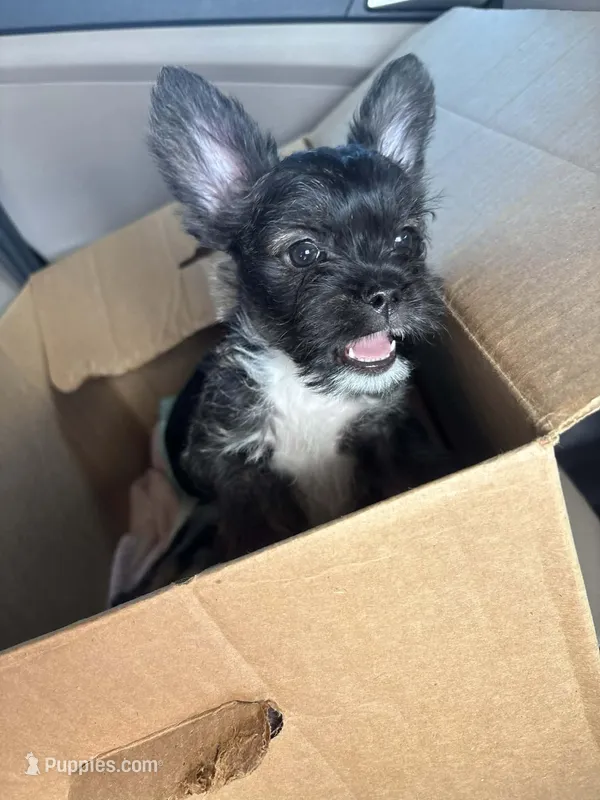 Minnie  – French Bulldog, Yorkshire Terrier puppy for sale in Tampa, FL