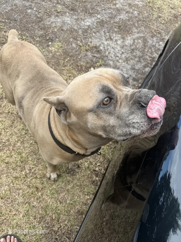Biggie smalls – Cane Corso puppy for sale in Tampa, FL