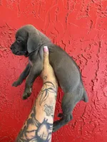 Blue girl, a female Cane Corso for sale in Tampa, FL – 5 of 5