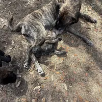 Bossy , a female English Mastiff for sale in Tampa, FL – Photo 5 of 5