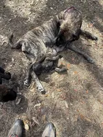 Bossy , a female English Mastiff for sale in Anniston, AL – Photo 5 of 5