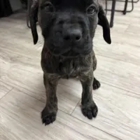 Bossy , a female English Mastiff for sale in Tampa, FL – Photo 3 of 5