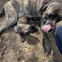 Bossy , a female English Mastiff for sale in Tampa, FL – Photo 4 of 5