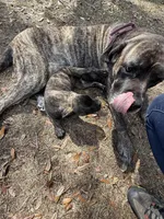 Bossy , a female English Mastiff for sale in Anniston, AL – Photo 4 of 5