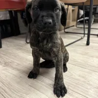 Bossy , a female English Mastiff for sale in Tampa, FL – Photo 1 of 5