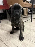 Bossy , a female English Mastiff for sale in Anniston, AL – Photo 1 of 5