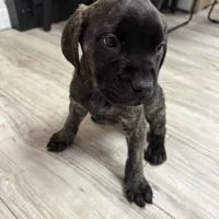 Bossy , a female English Mastiff for sale in Tampa, FL – Photo 2 of 5