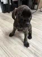 Bossy , a female English Mastiff for sale in Anniston, AL – Photo 2 of 5