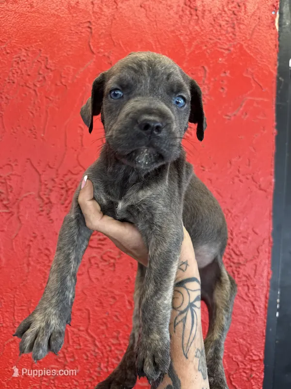 King – Cane Corso puppy for sale in Tampa, FL