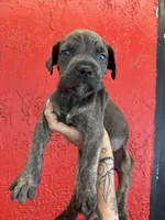 King, a male Cane Corso for sale in Tampa, FL – 1 of 5