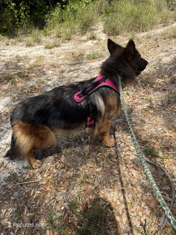 Elektra – German Shepherd Dog puppy for sale in Tampa, FL