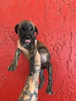 Bella, a female Cane Corso for sale in Tampa, FL – 1 of 5