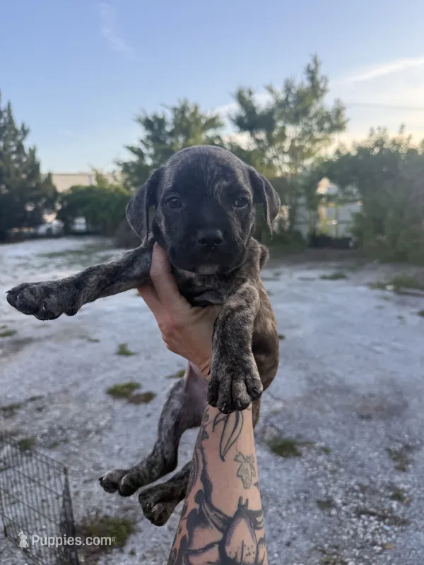 Bella – Cane Corso puppy for sale in Tampa, FL