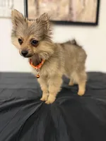 Roxy , a female Pomeranian for sale in Tampa, FL – Photo 4 of 5