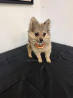 Roxy , a female Pomeranian for sale in Tampa, FL – Photo 2 of 5