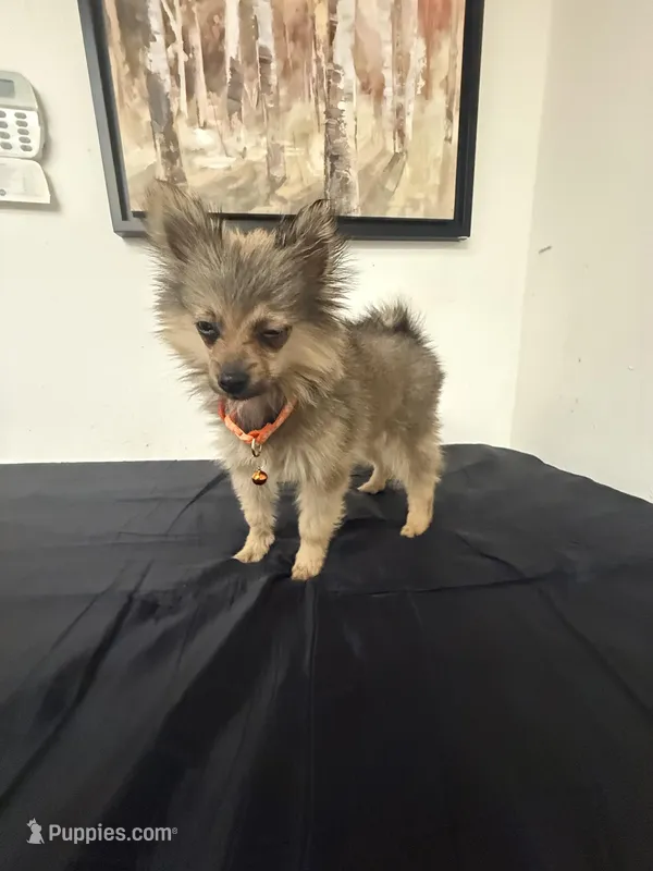 Roxy , a female Pomeranian for sale in Tampa, FL – Photo 1 of 5