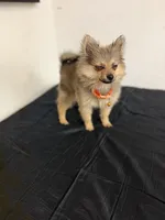 Roxy , a female Pomeranian for sale in Tampa, FL – Photo 5 of 5
