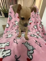 Louie, a male Dachshund and Chihuahua for sale in Tampa, FL – 5 of 5