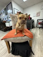 Wrangler, a male French Bulldog for sale in Tampa, FL – 4 of 5