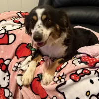 Pepper, a female Toy Australian Shepherd for sale in Tampa, FL – Photo 3 of 3