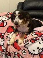 Pepper, a female Toy Australian Shepherd for sale in Anniston, AL – Photo 3 of 3