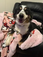 Pepper, a female Toy Australian Shepherd for sale in Anniston, AL – Photo 2 of 3