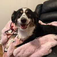 Pepper, a female Toy Australian Shepherd for sale in Tampa, FL – Photo 1 of 3