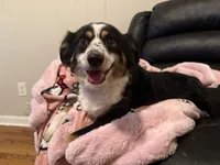 Pepper, a female Toy Australian Shepherd for sale in Anniston, AL – Photo 1 of 3