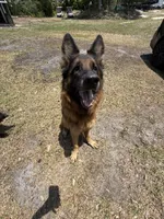 Savanna , a female German Shepherd Dog for sale in Tampa, FL – 6 of 7
