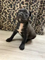 Suki, a female Cane Corso for sale in Guin, AL – 4 of 6