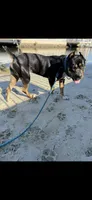 Aurora , a female Rottweiler and Cane Corso for sale in Tampa, FL – 5 of 6