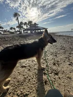 Caliber , a male German Shepherd Dog for sale in Tampa, FL – 8 of 10