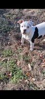 Chase, a male American Bully for sale in Anniston, AL – Photo 5 of 5