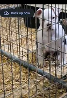 Chase, a male American Bully for sale in Anniston, AL – Photo 1 of 5