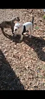 Chase, a male American Bully for sale in Anniston, AL – Photo 4 of 5