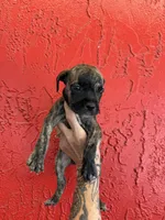 Bella, a female Cane Corso for sale in Tampa, FL – 5 of 5